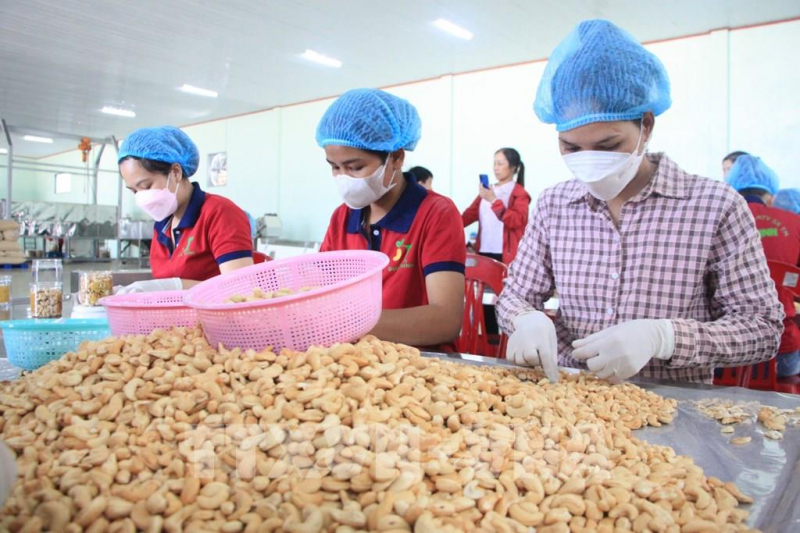 Công nhân đóng gói hạt điều tại một công ty ở huyện Bù Đăng, Bình Phước. Ảnh: TTXVN